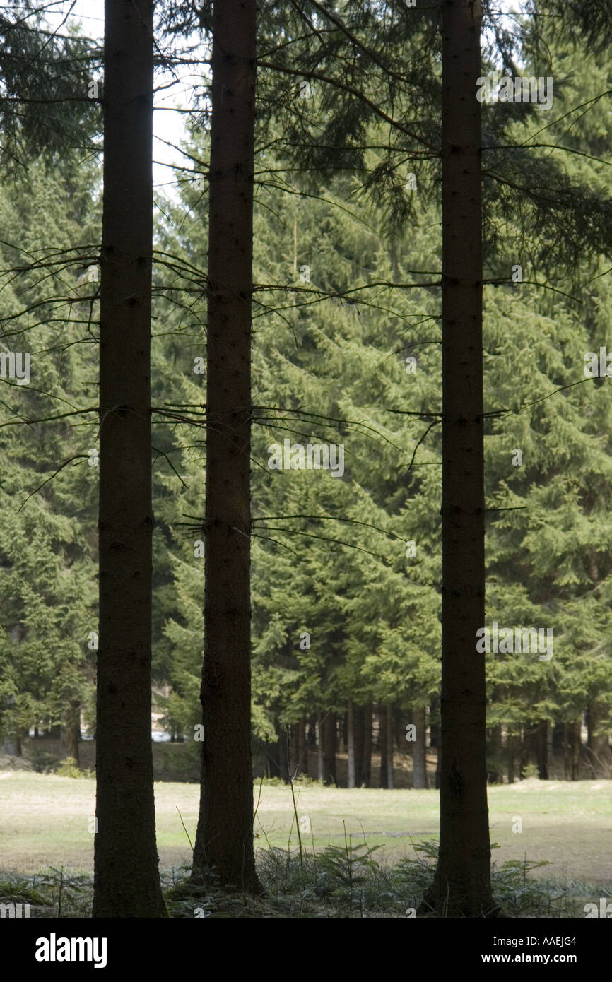 Three tall and thin trees Stock Photo Alamy