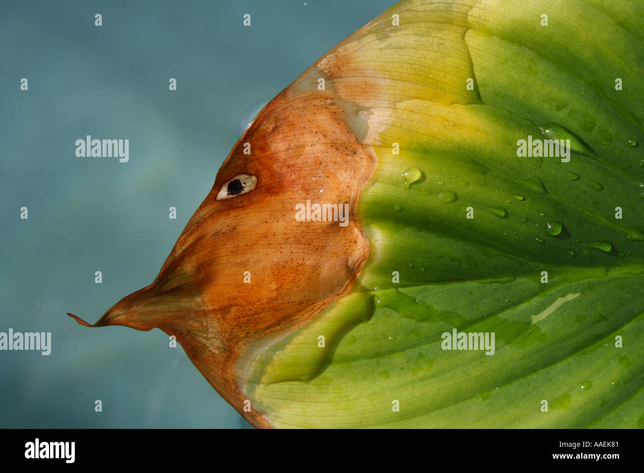 A Leaf From A Plant That Looks Like A Fish Bapd1855 Stock Photo Alamy