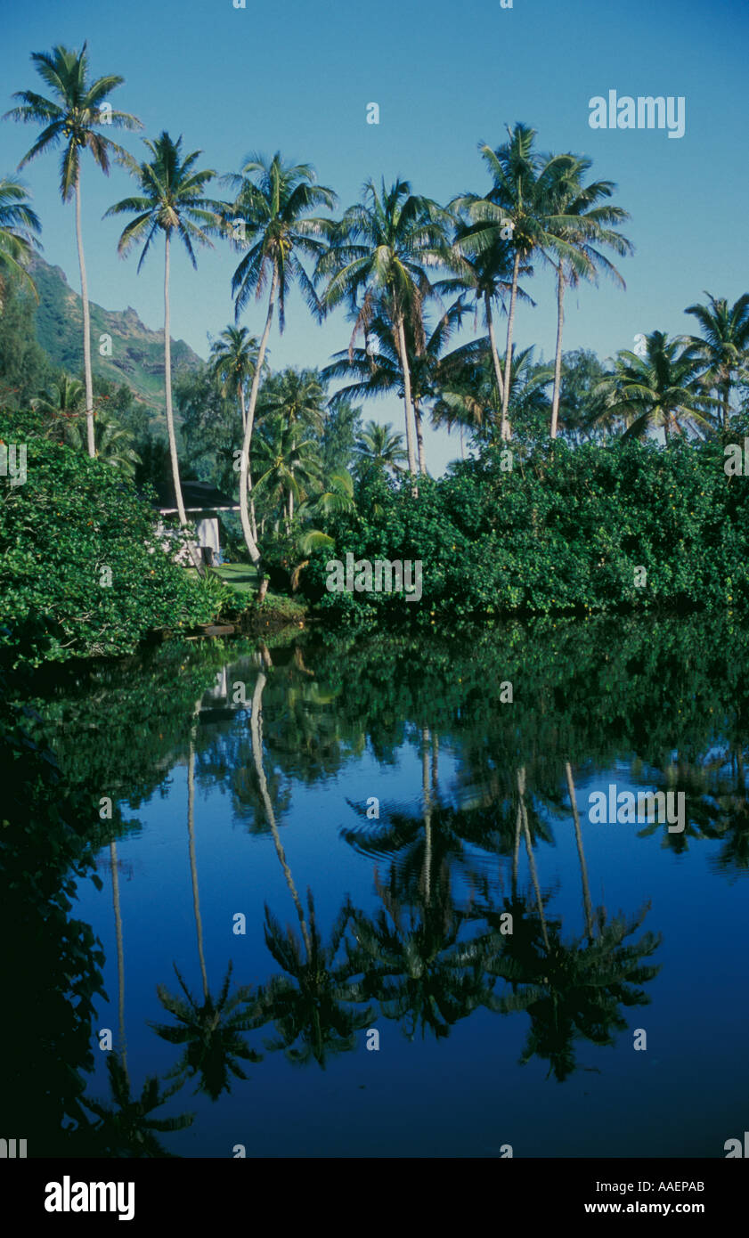 Coconut trees reflected in calm water Kahana Oahu Hawaii Stock Photo