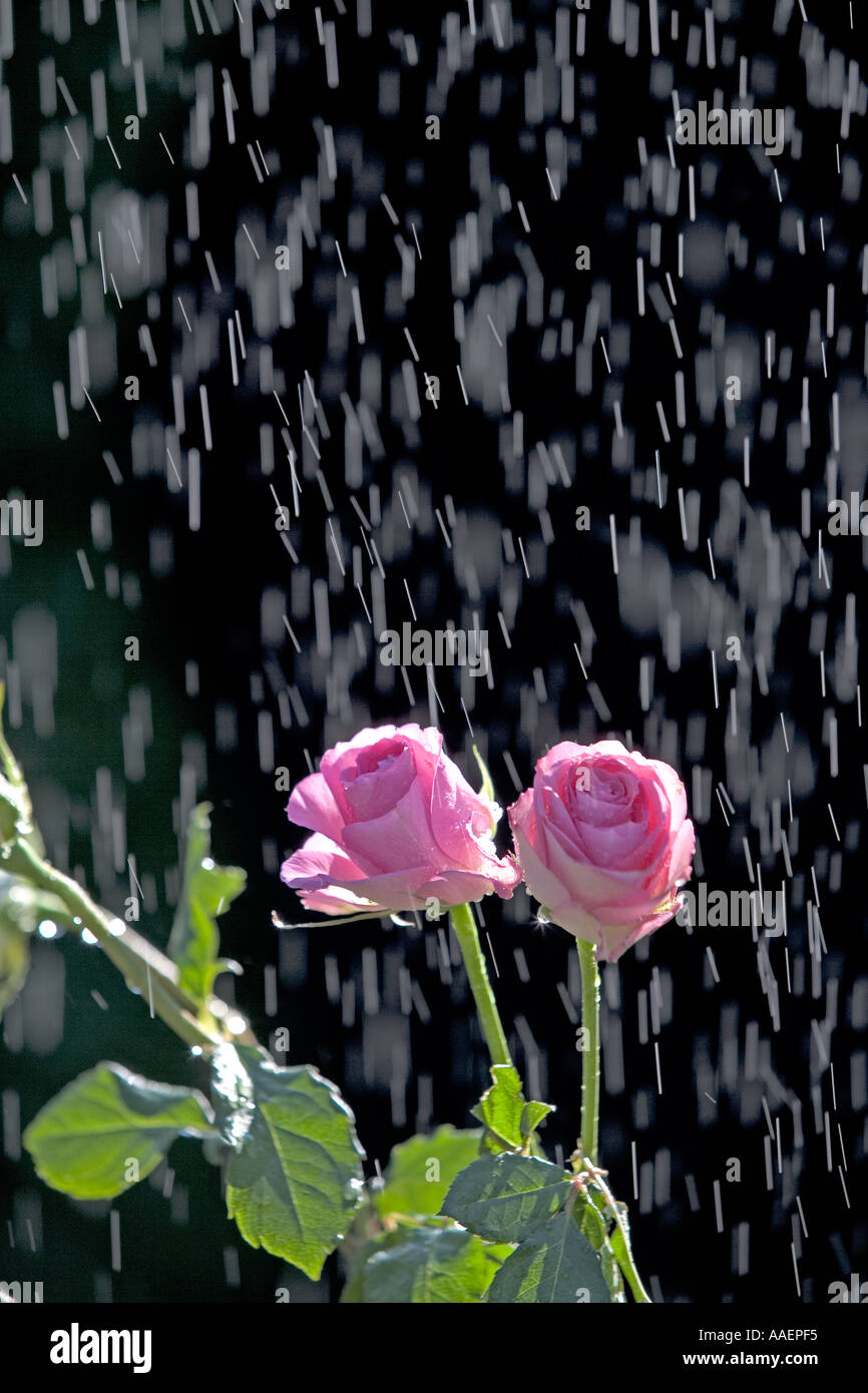 Pink Roses in Light Rain Stock Photo - Alamy
