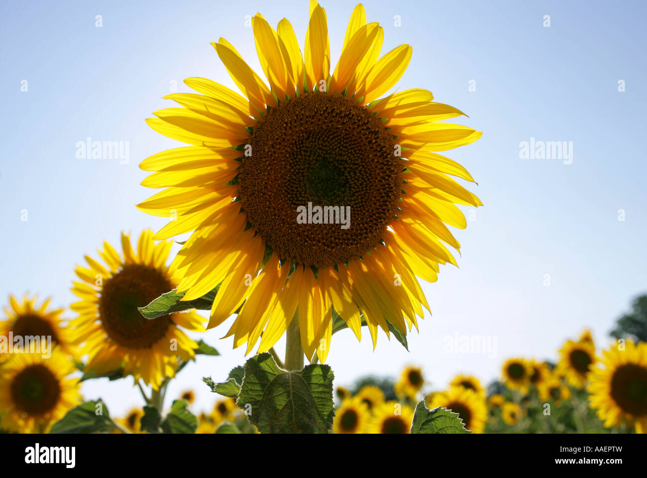 A field of Sunflowers Stock Photo