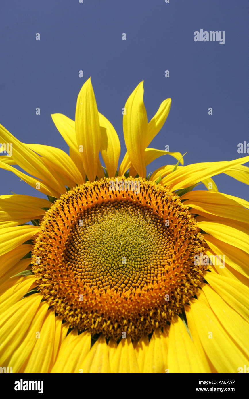 Close up of a sunflower Stock Photo