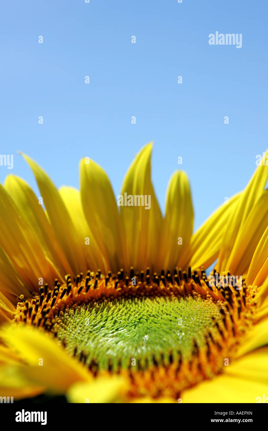 Close up of a sunflower Stock Photo