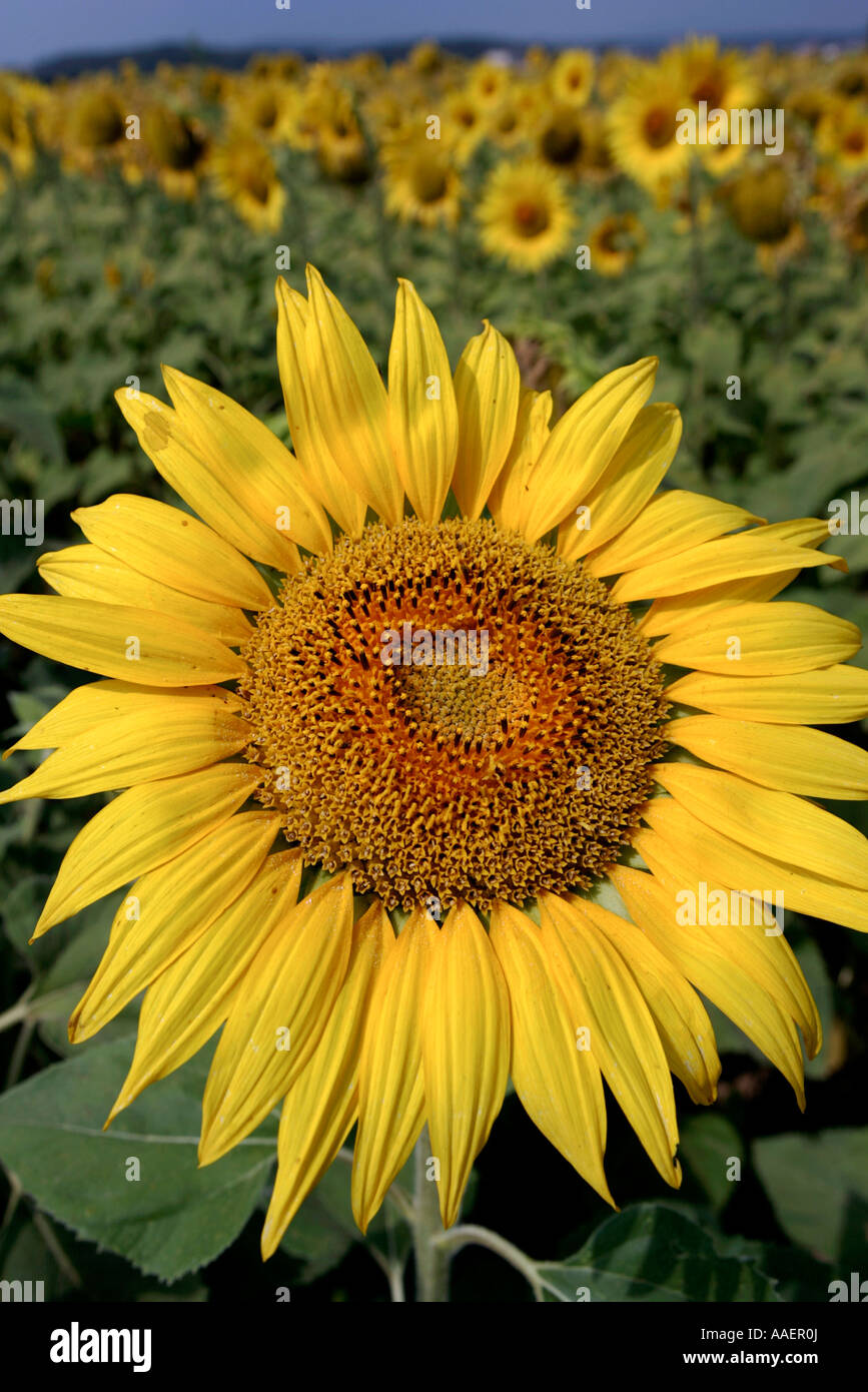 Close up of a sunflower Stock Photo