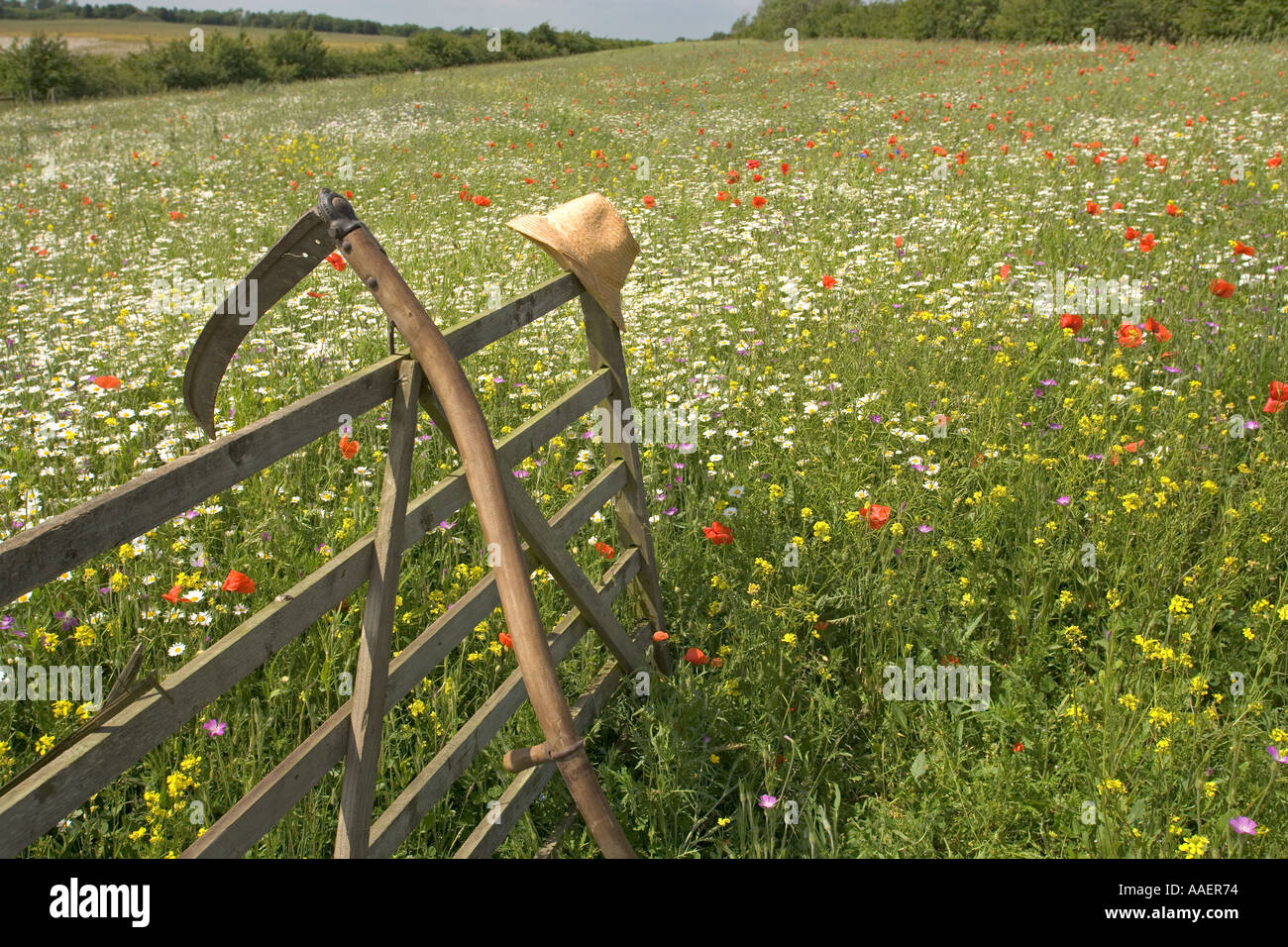 Wild Flower Meadow with Sythe Straw Hat Chilterns Bucks UK June Stock Photo