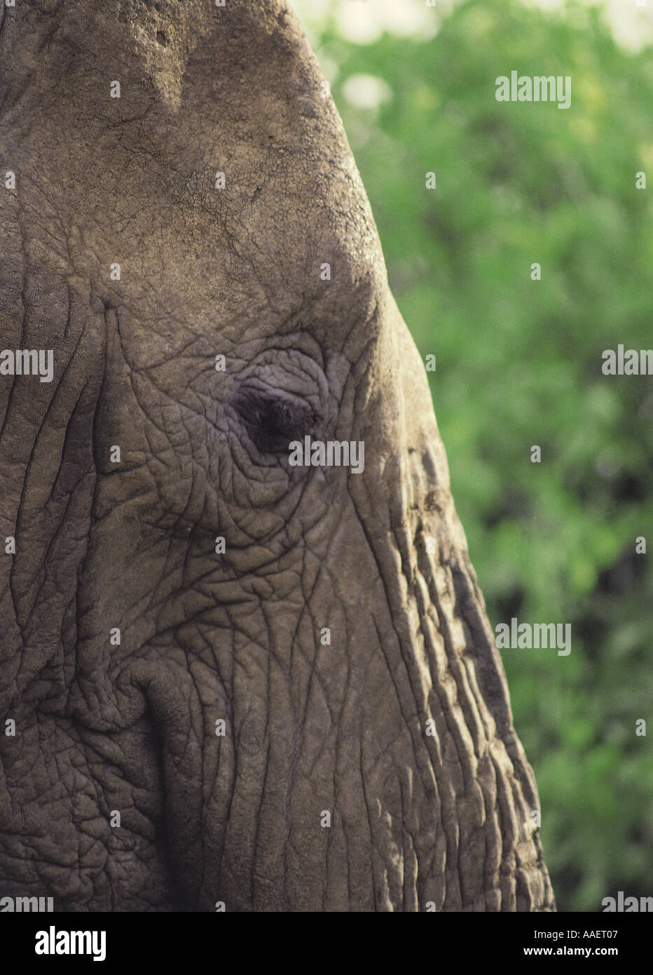 Close up profile of elephant s forehead Masai Mara National Reserve Kenya East Africa Stock Photo