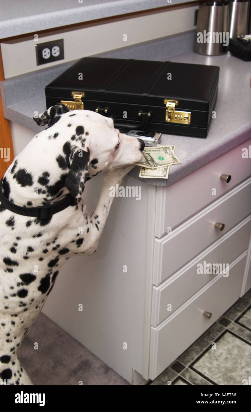 Dog taking money from counter Stock Photo