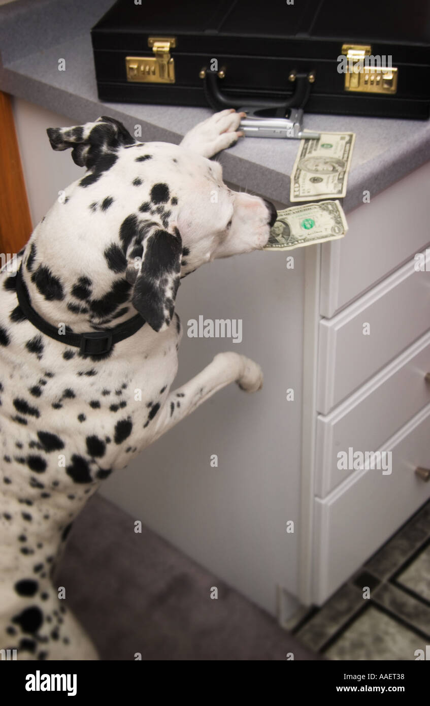 Dog taking money from counter Stock Photo