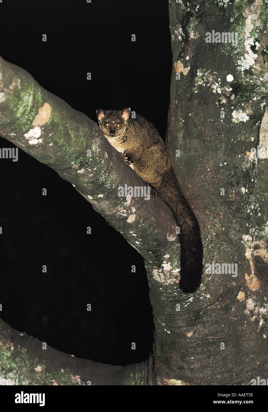 Greater Galago on the fork of a of tree in the Aberdares National Park Kenya East Africa Stock Photo