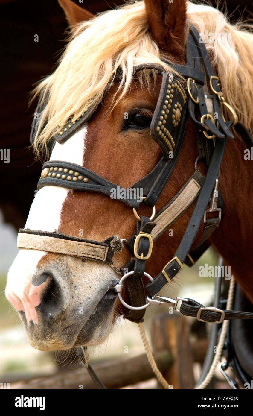 Clydesdale with pulling harness Stock Photo - Alamy