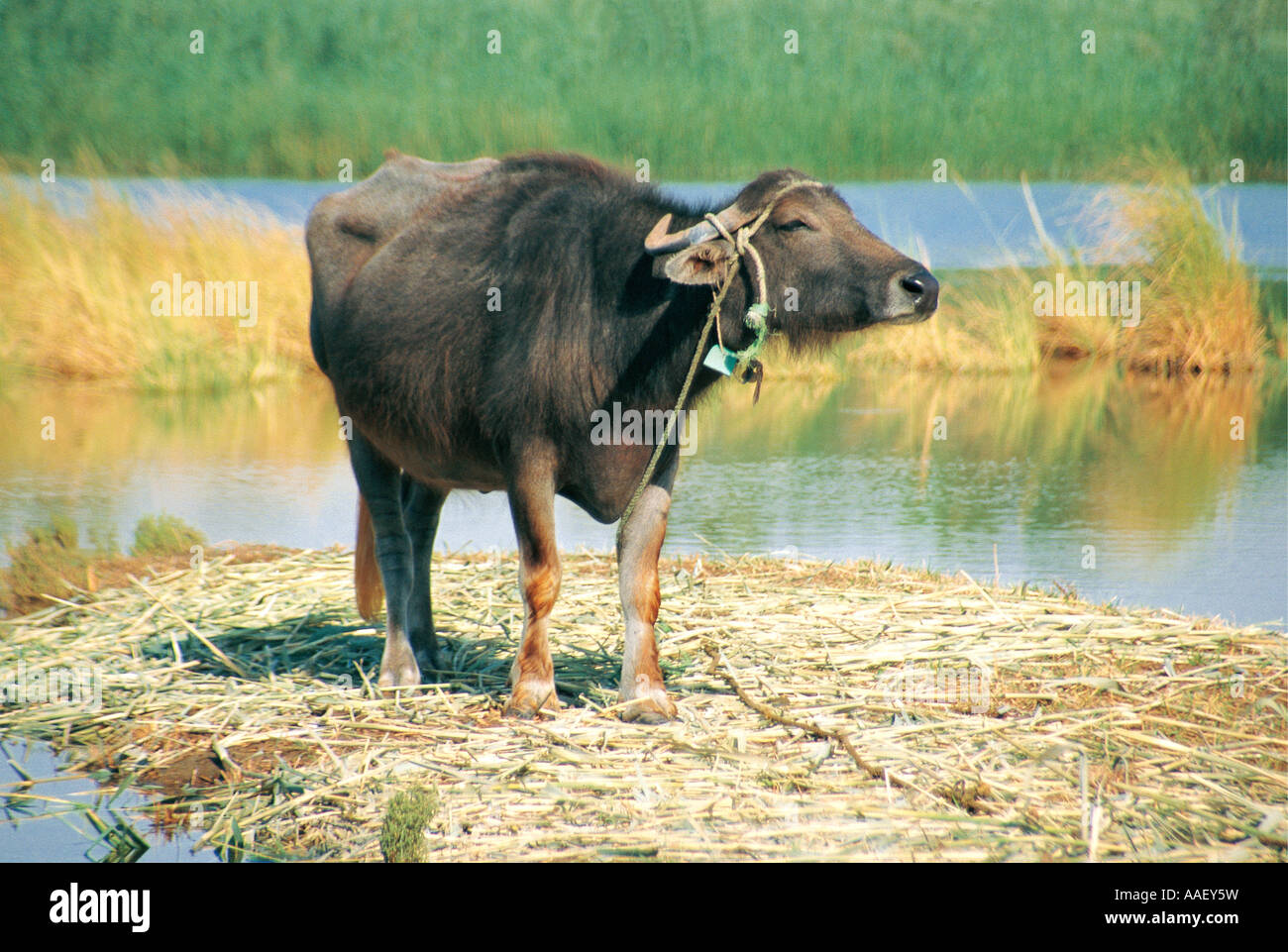 Domesticated Water Buffalo on Nile Egypt Stock Photo Alamy