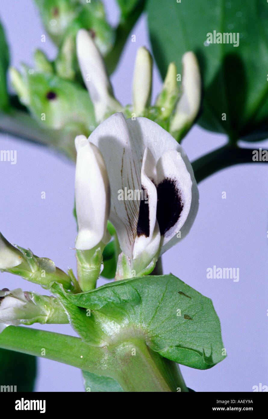 broad bean flowers Stock Photo Alamy