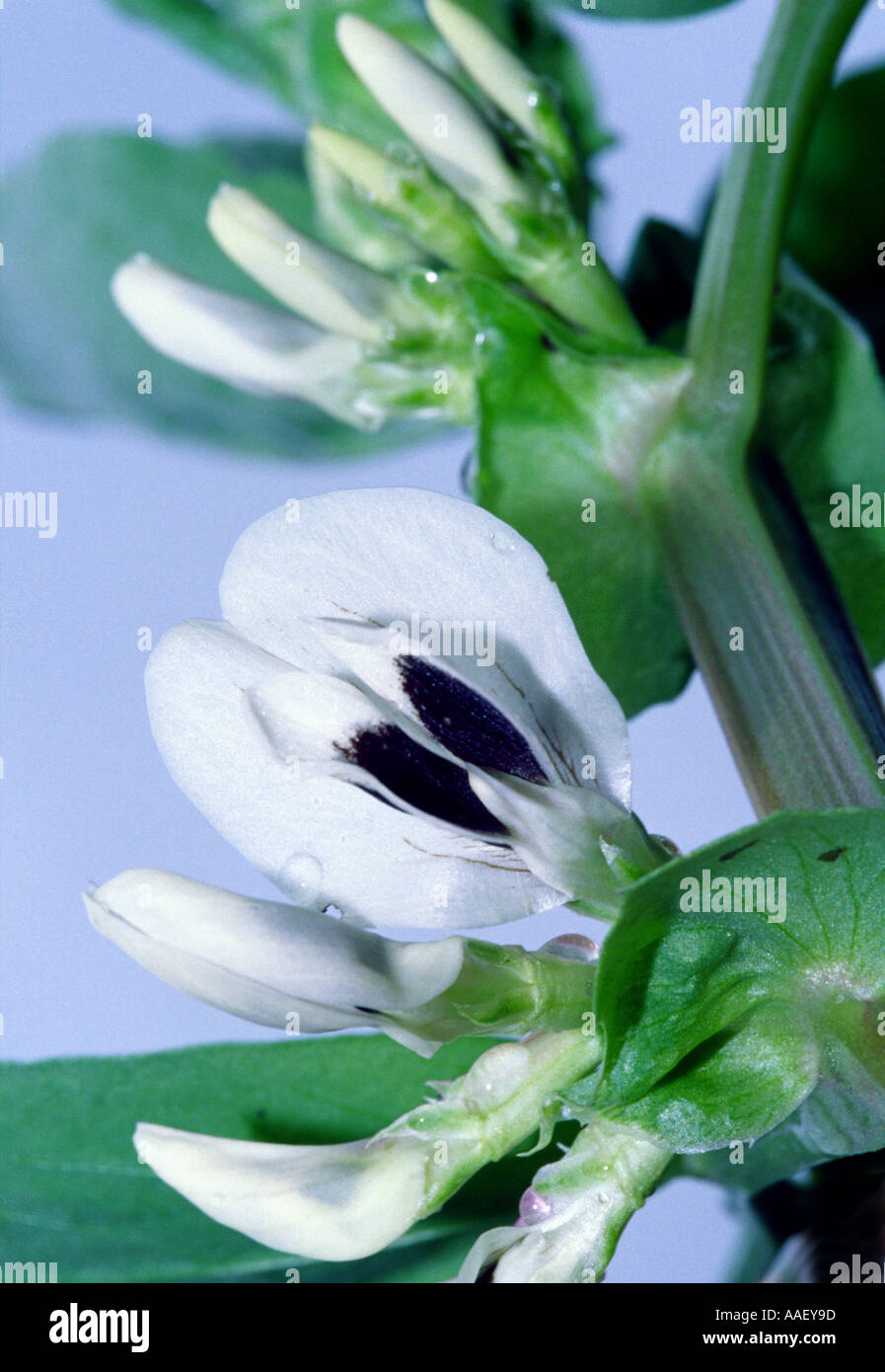 broad bean flowers Stock Photo Alamy