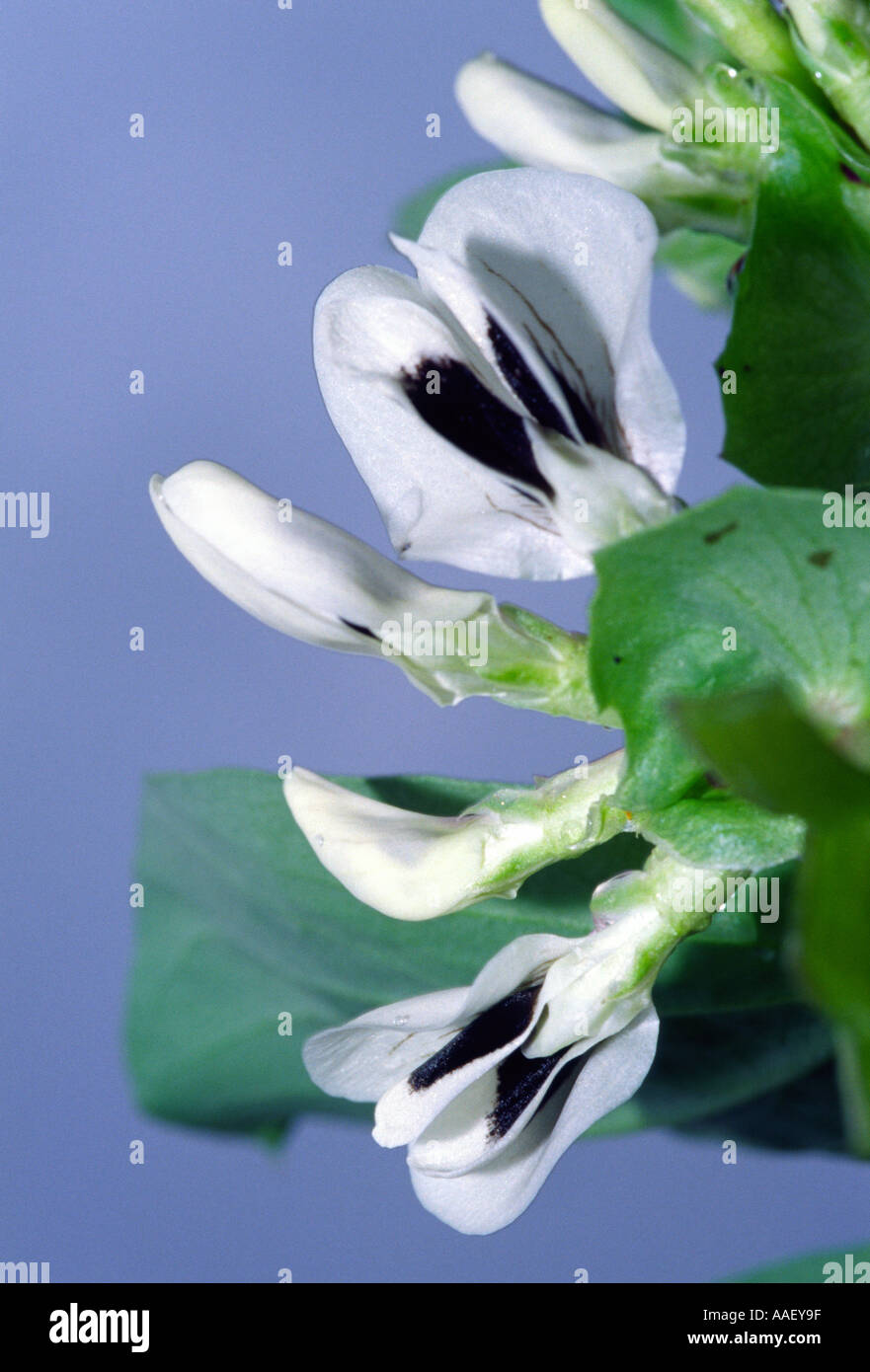 Broad bean leaf hi-res stock photography and images - Alamy