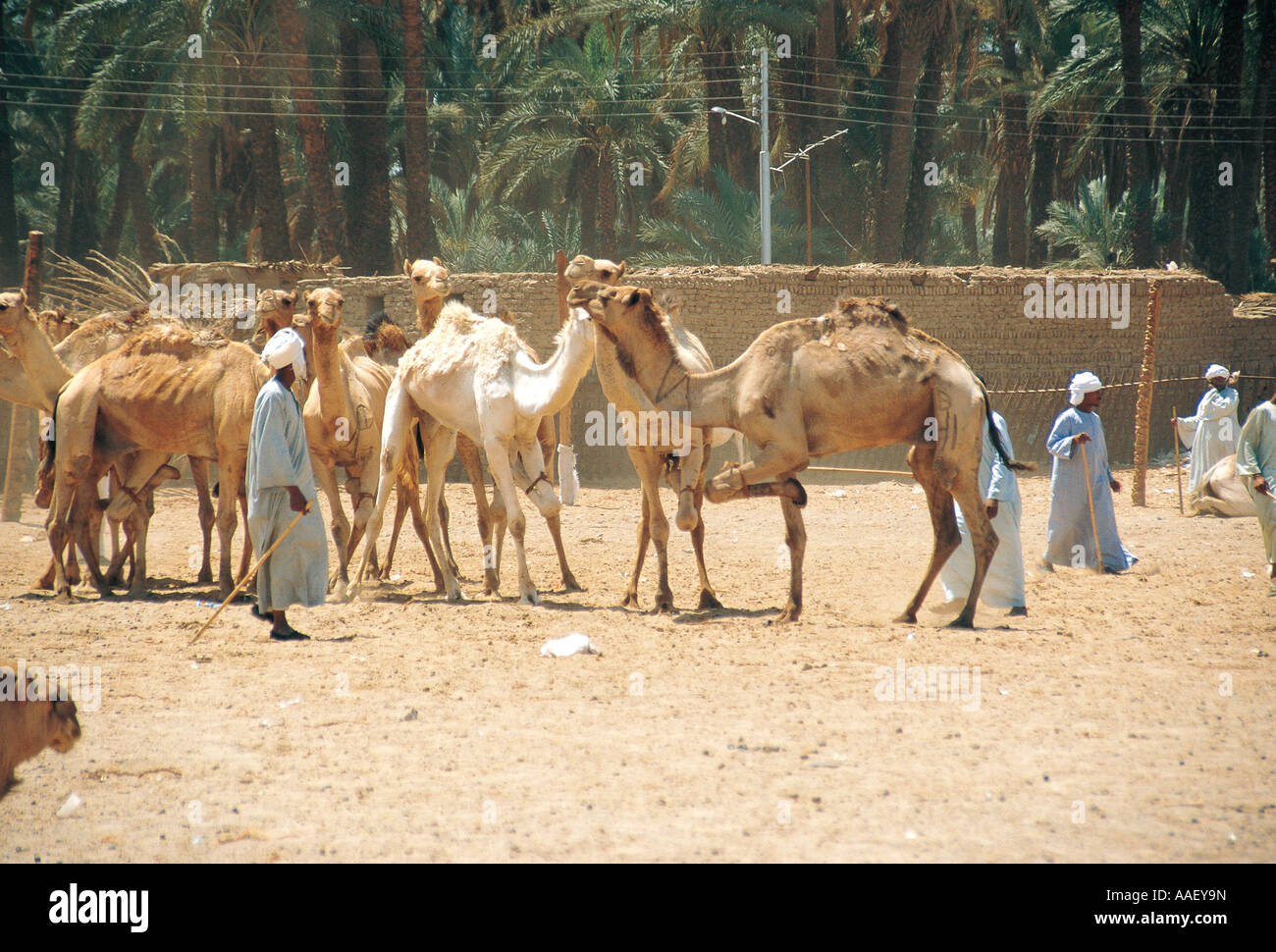 Camels for sale note one leg tied to restrict movement Camel market in upper Egypt Stock Photo