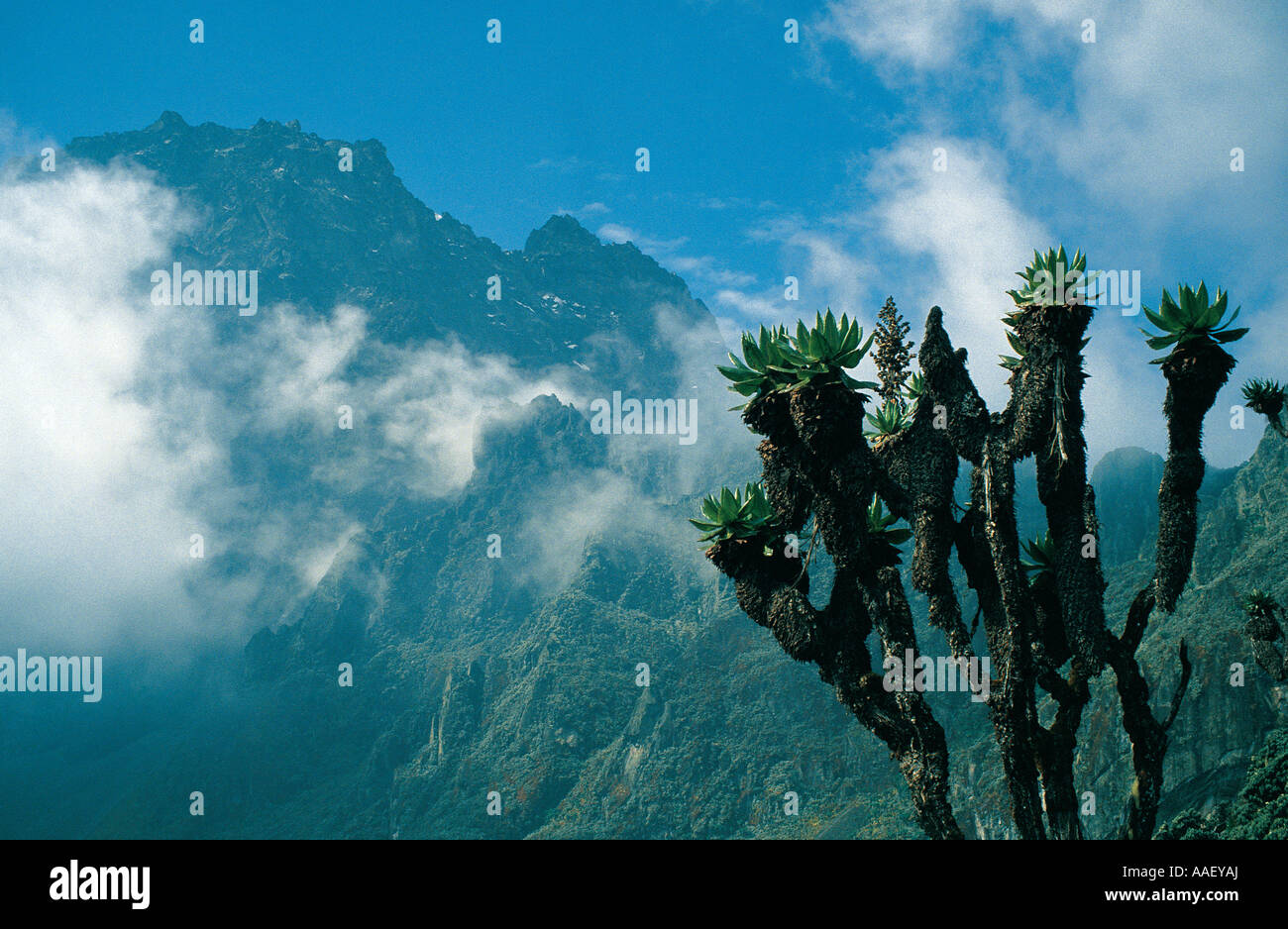 Tree Groundsel on Mount Baker s northern flank Ruwenzori Mountains Uganda Stock Photo
