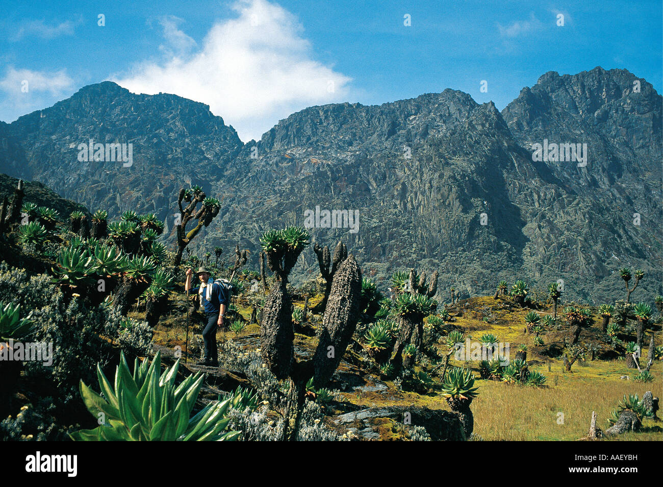 Trekker in the Akandah Plateau area 4 100 metres Ruwenzori Mountains Uganda Stock Photo