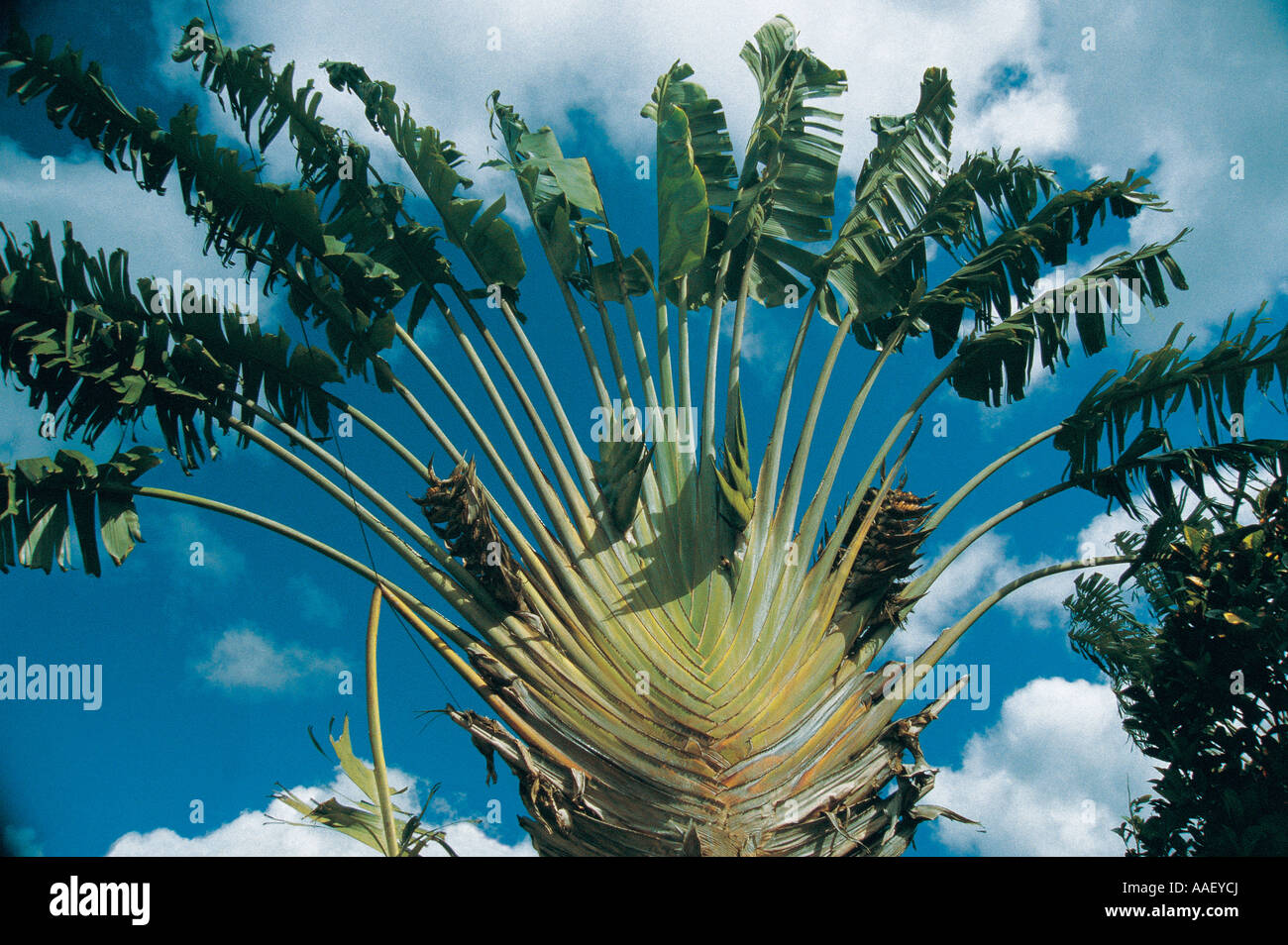 Ravanulla Tree Ravenala hi-res stock photography and images - Alamy