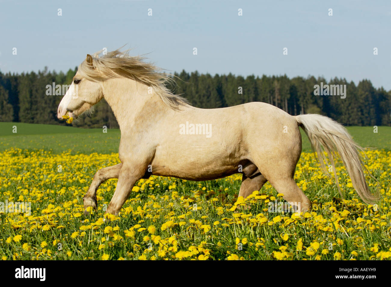 Welsh Pony galloping in a meadow full of dandelion (Southen Bavaria, Germany) Stock Photo