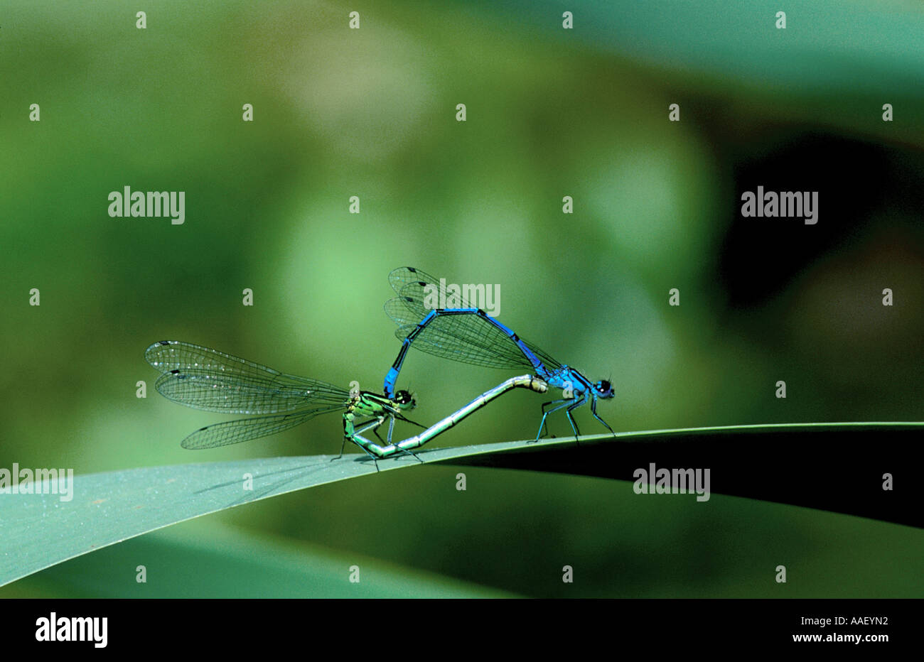 Azure Damselflies Coenagrion puella mating Stock Photo - Alamy
