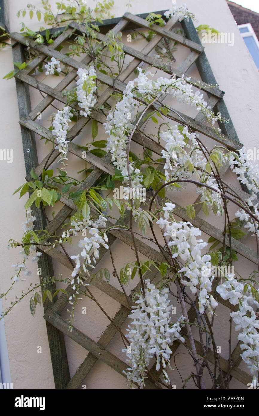 White Wisteria Sinensis Alba in flower climbing on trellis Stock Photo