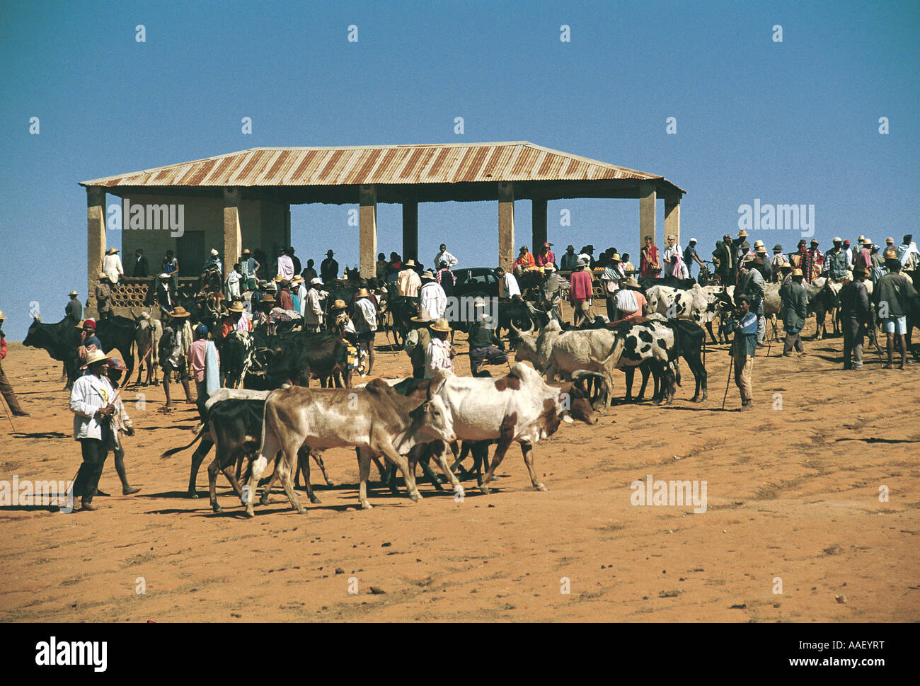 African Cattle Market High Resolution Stock Photography and Images - Alamy