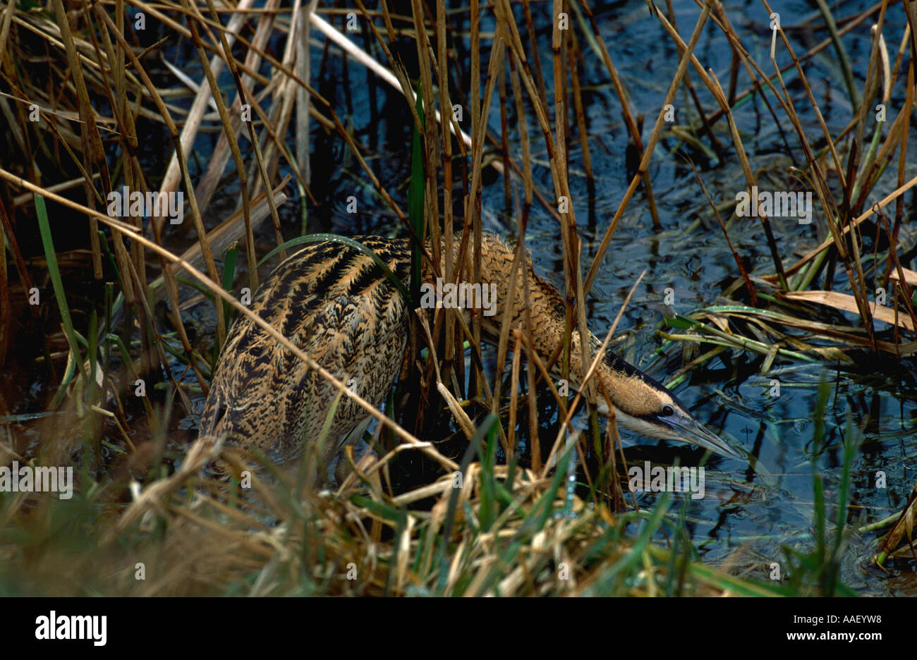 Bittern Botaurus stellaris searching through reed bed for prey Stock ...