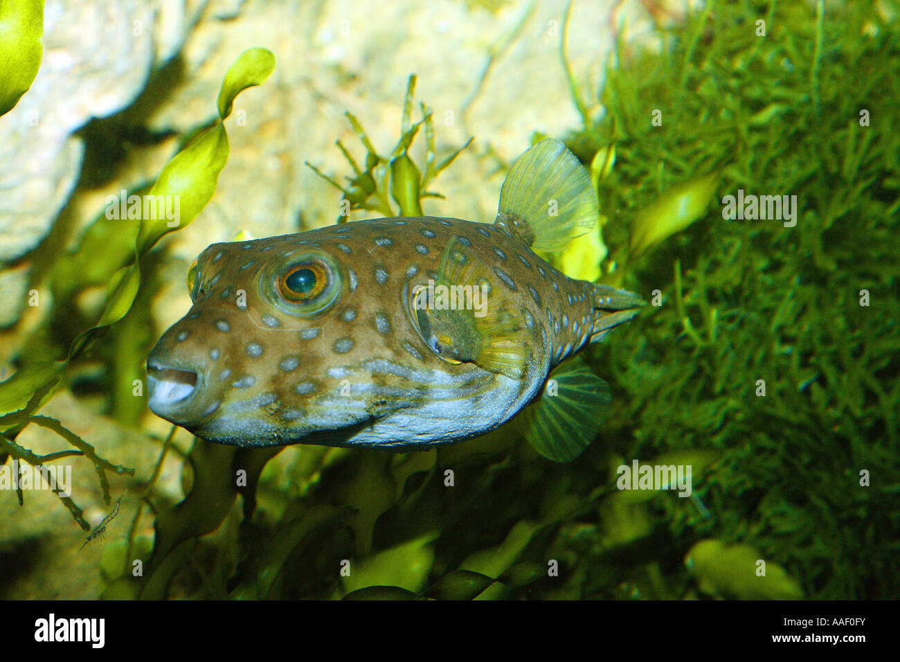 puffer / Tetraodontidae Stock Photo