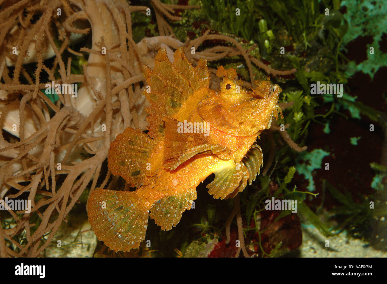 weedy scorpionfish / Rhinopias frondosa Stock Photo