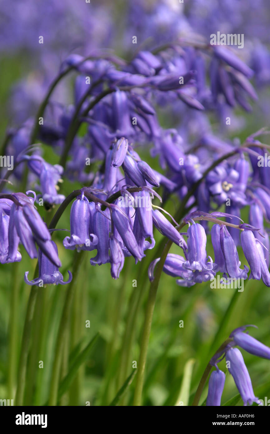 Bluebells May 2006 Stock Photo