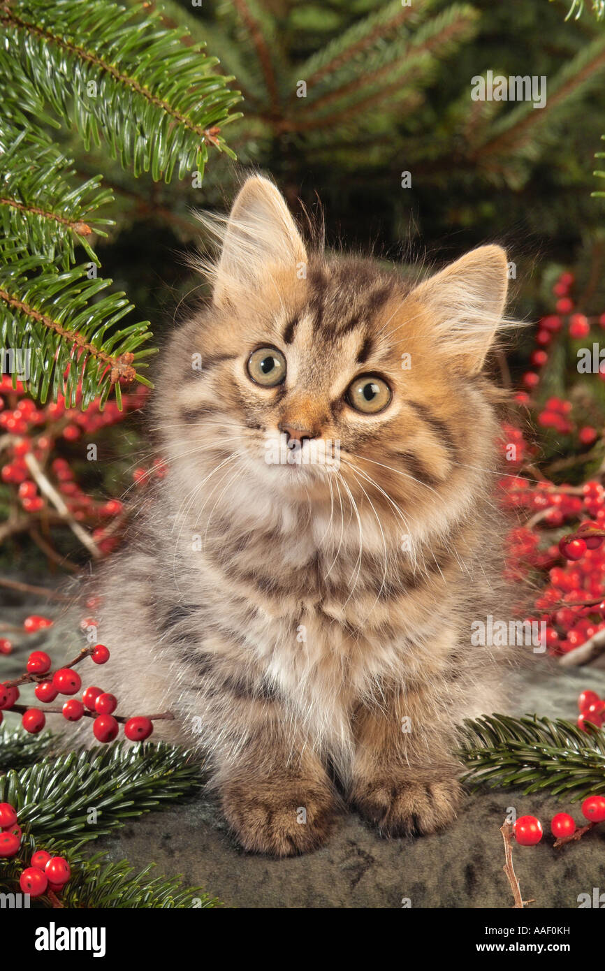Maine Coon sitting between berries Stock Photo Alamy