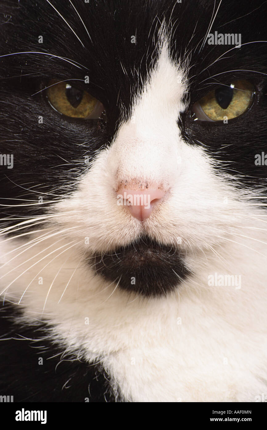 domestic cat - portrait Stock Photo - Alamy