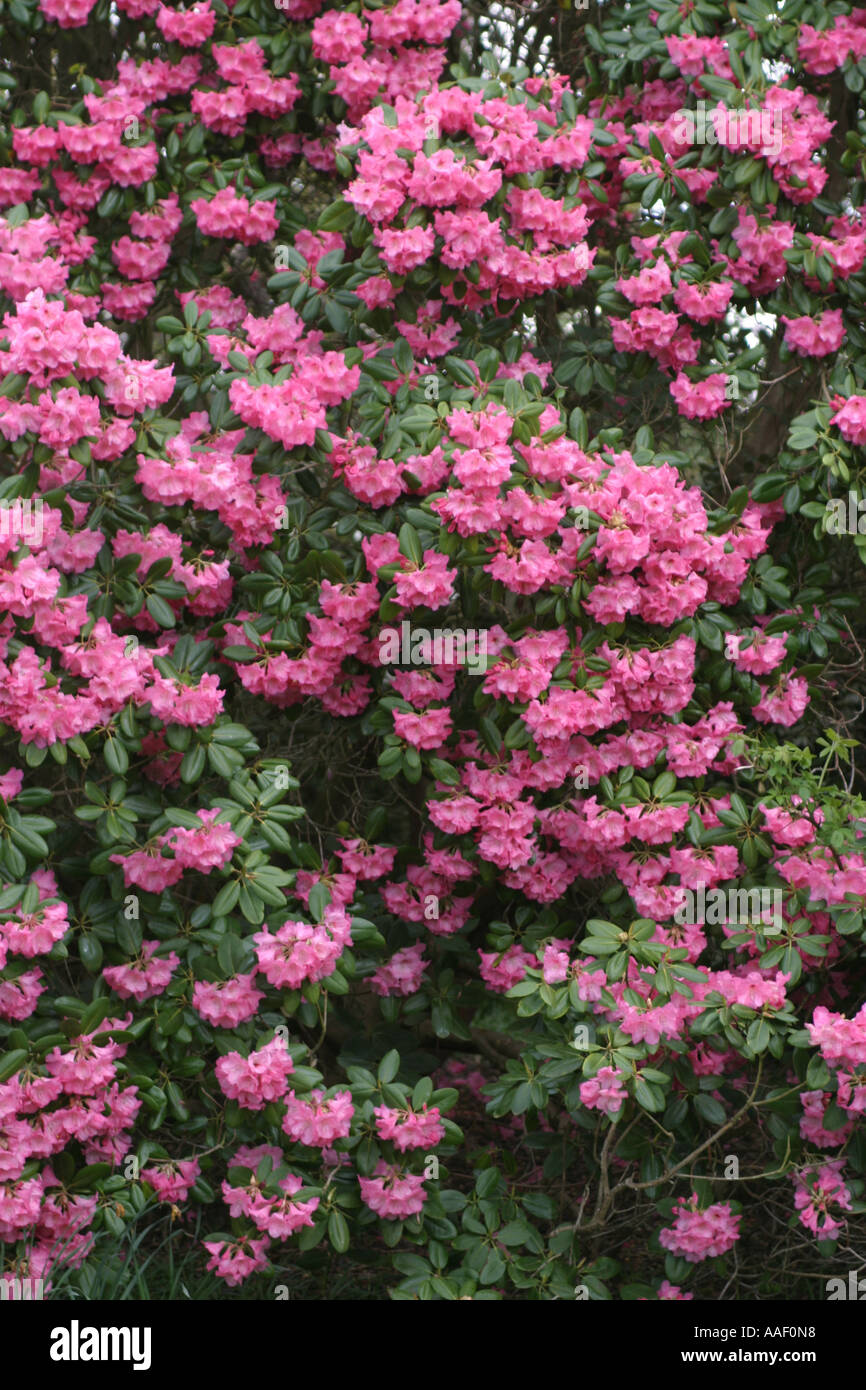 Rhododendron Tree in full bloom Stock Photo - Alamy
