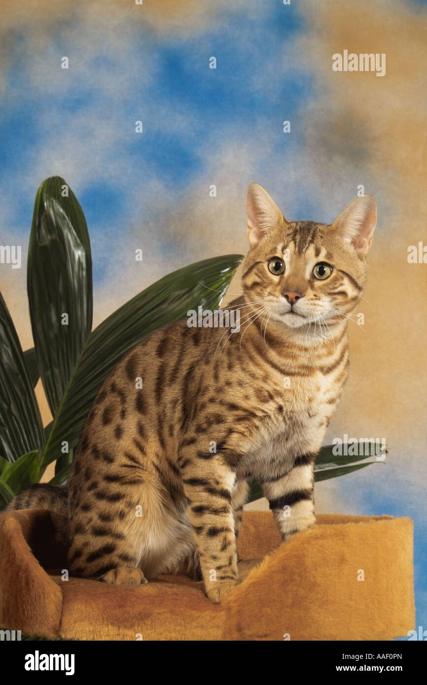 Bengal cat on scratching post Stock Photo Alamy