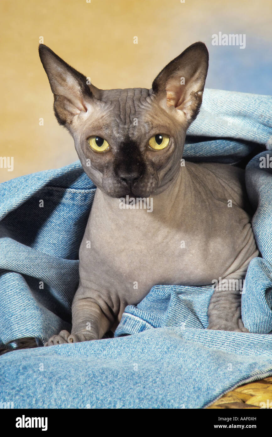 Sphynx cat in jeans Stock Photo Alamy