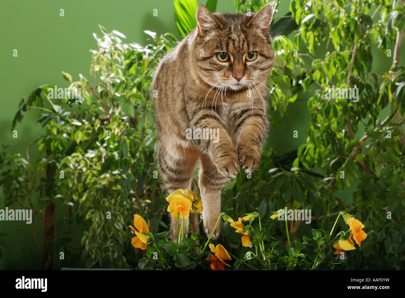 tabby domestic cat - jumping Stock Photo