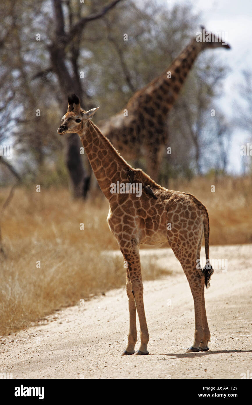 young giraffe - standing lateral / Giraffa camelopardalis Stock Photo