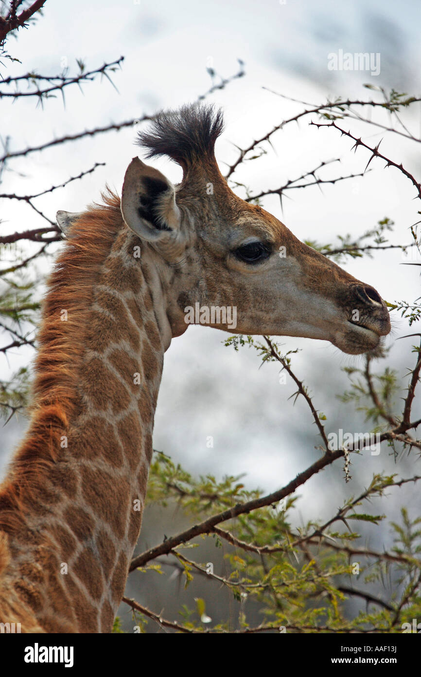 young giraffe - portrait / Giraffa camelopardalis Stock Photo