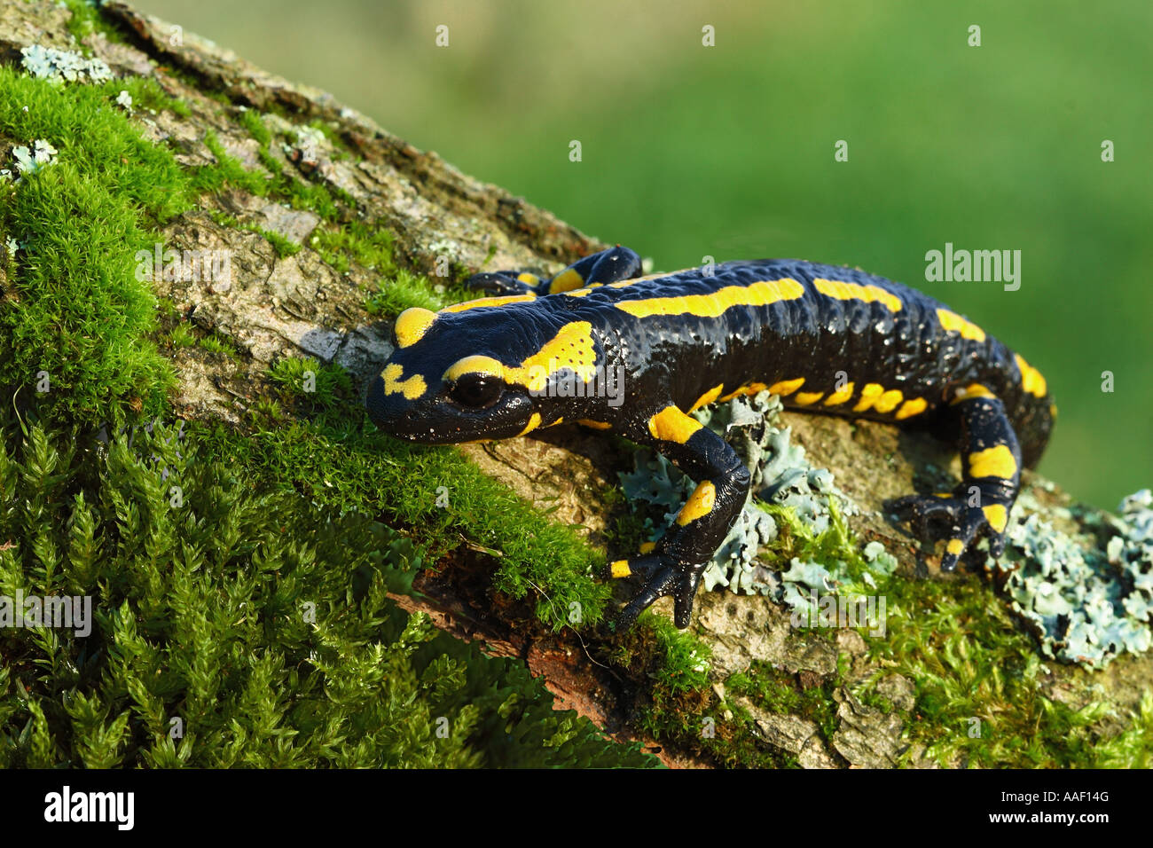fire salamander / Salamandra salamandra Stock Photo