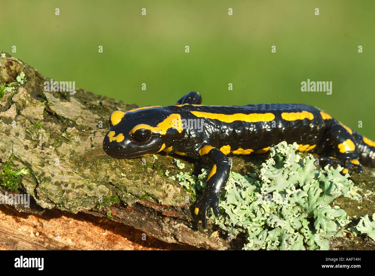 Fire Salamander (Salamandra salamandra) on a log Stock Photo