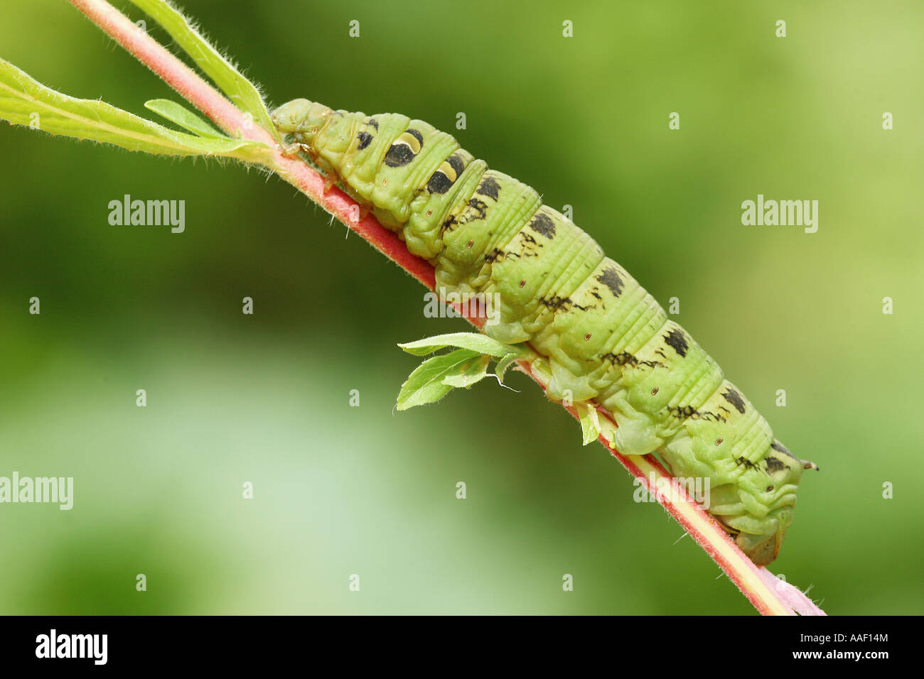elephant-hawk-moth-caterpillar-hi-res-stock-photography-and-images-alamy