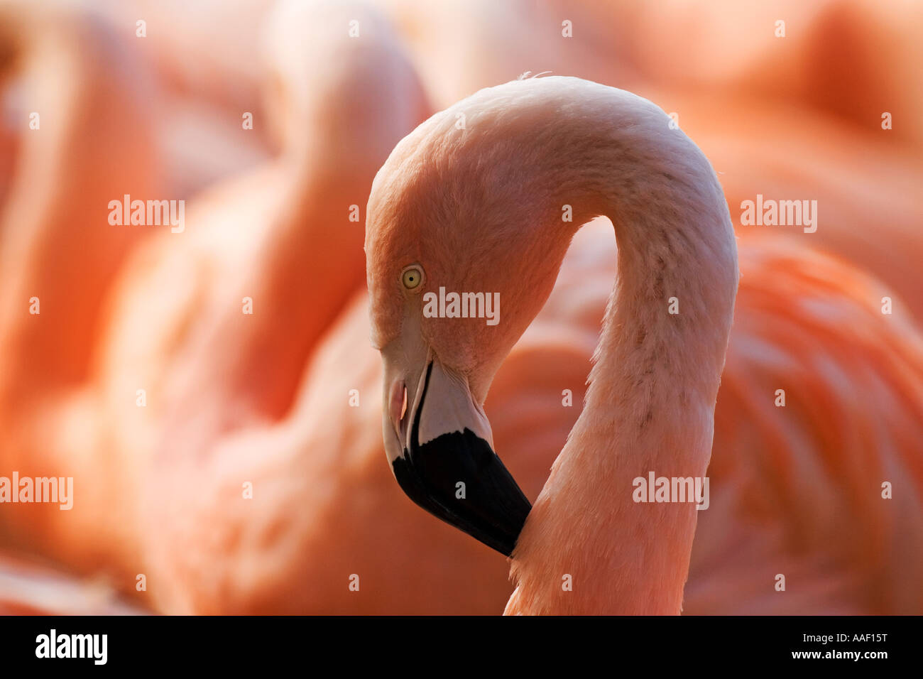 Chilean flamingo - portrait / Phoenicopterus chilensis Stock Photo