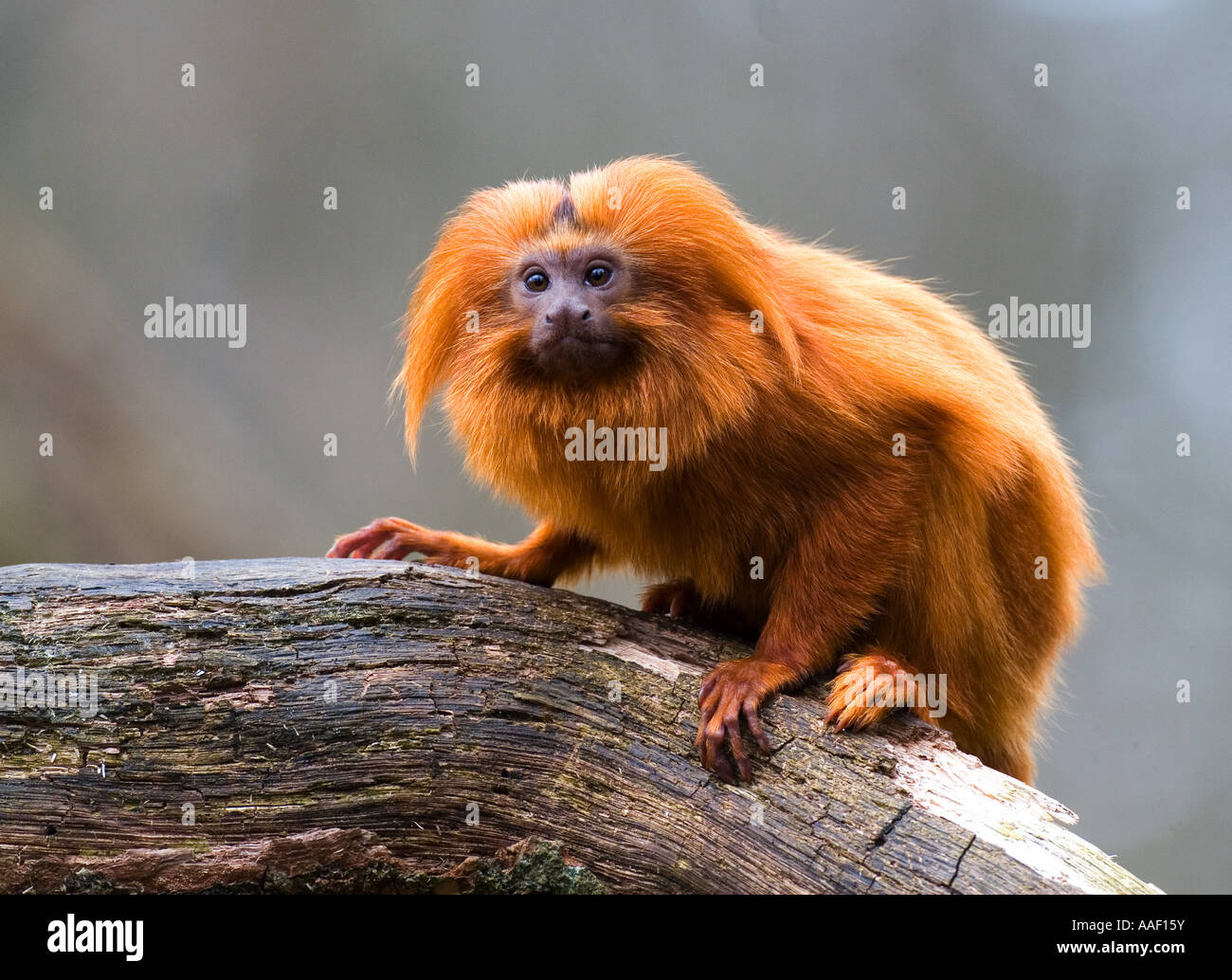 Golden Lion Tamarin (Leontopithecus rosalia). Adult on a branch Stock Photo