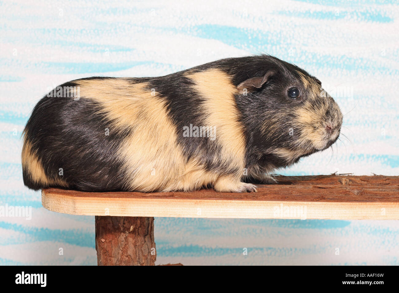 guinea pig - on wooden step Stock Photo