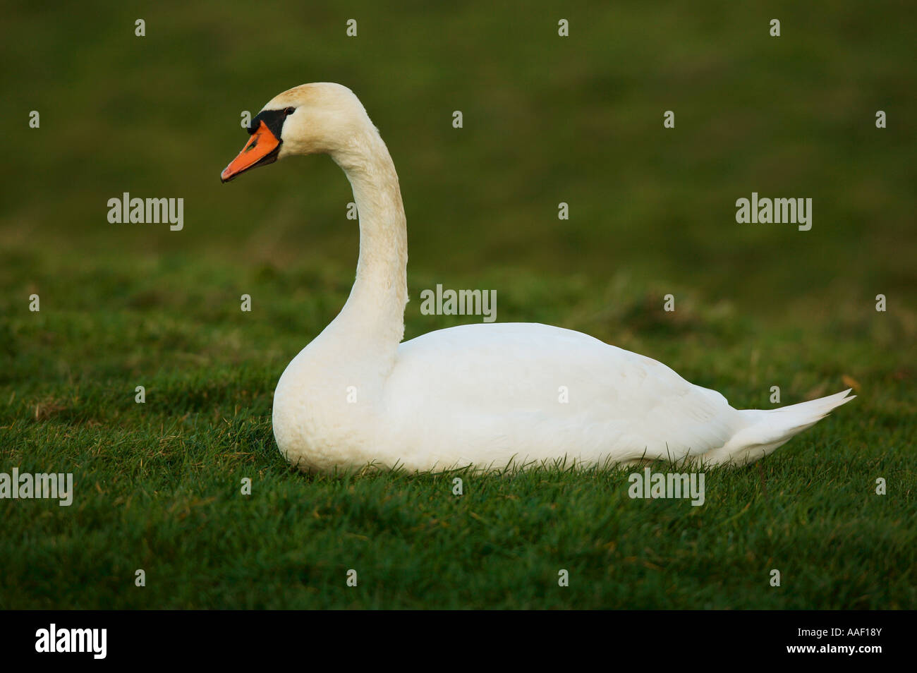 mute swan - on meadow / Cygnus olor Stock Photo