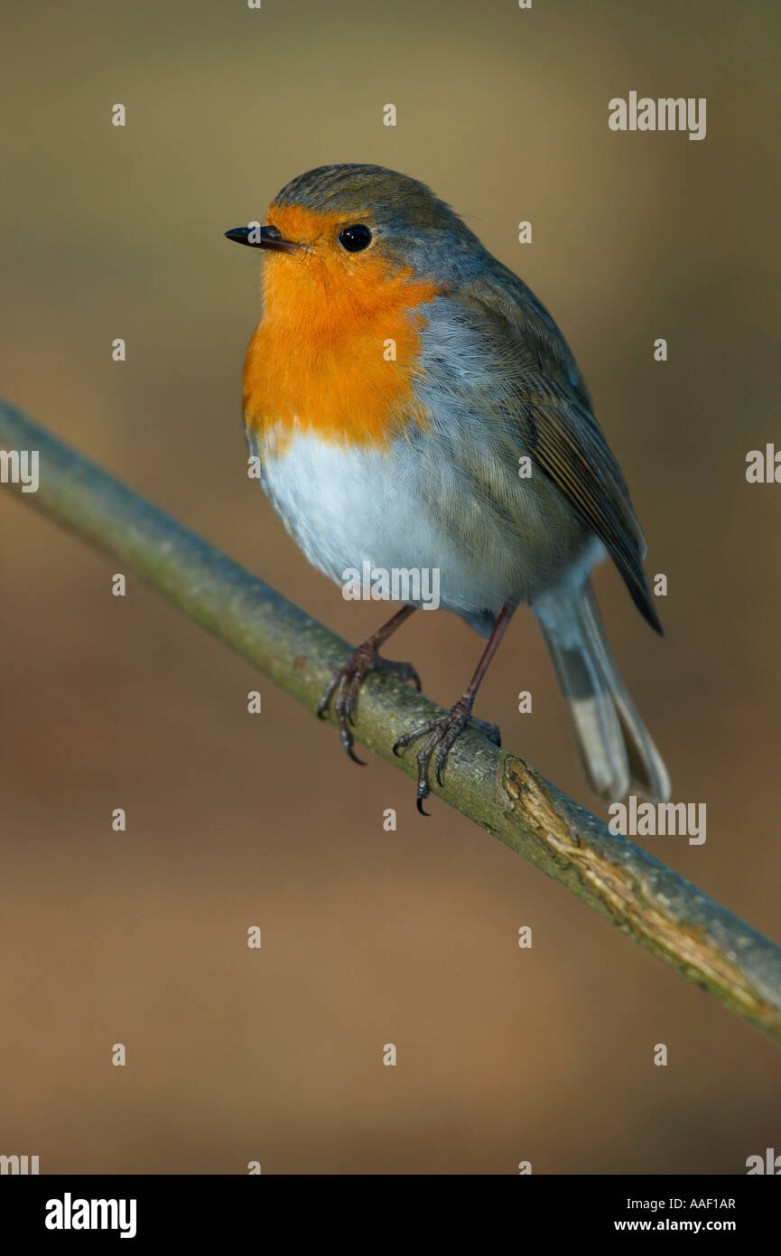 European robin - on twig / Erithacus rubecula Stock Photo