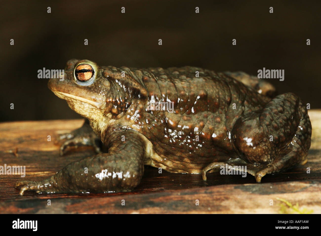 Common toad - lateral / Bufo bufo Stock Photo