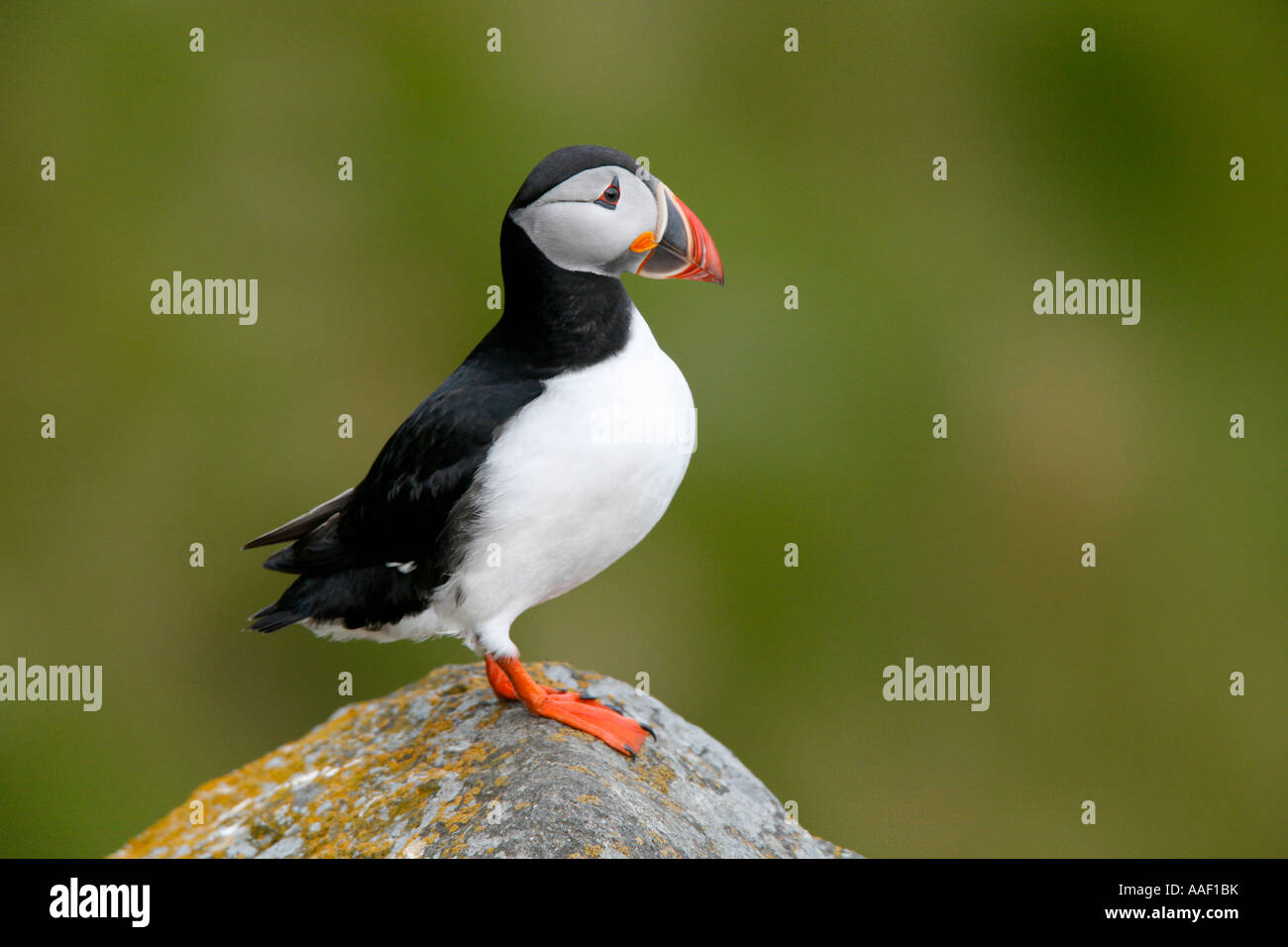 Atlantic Puffin (Fratercula arctica) Adult standing on a rock Stock Photo