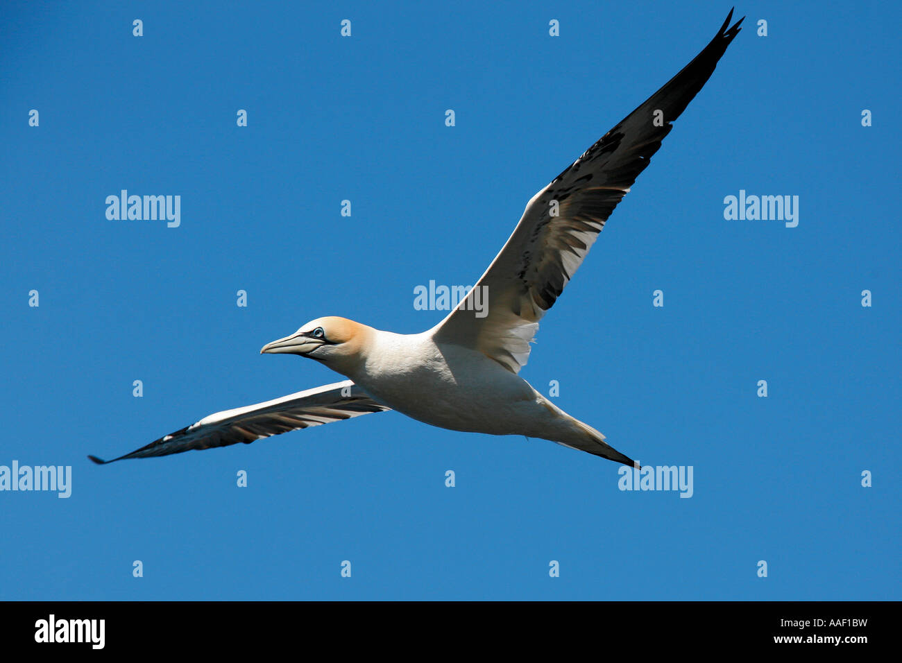 Northern gannet - flying / Morus bassanus Stock Photo