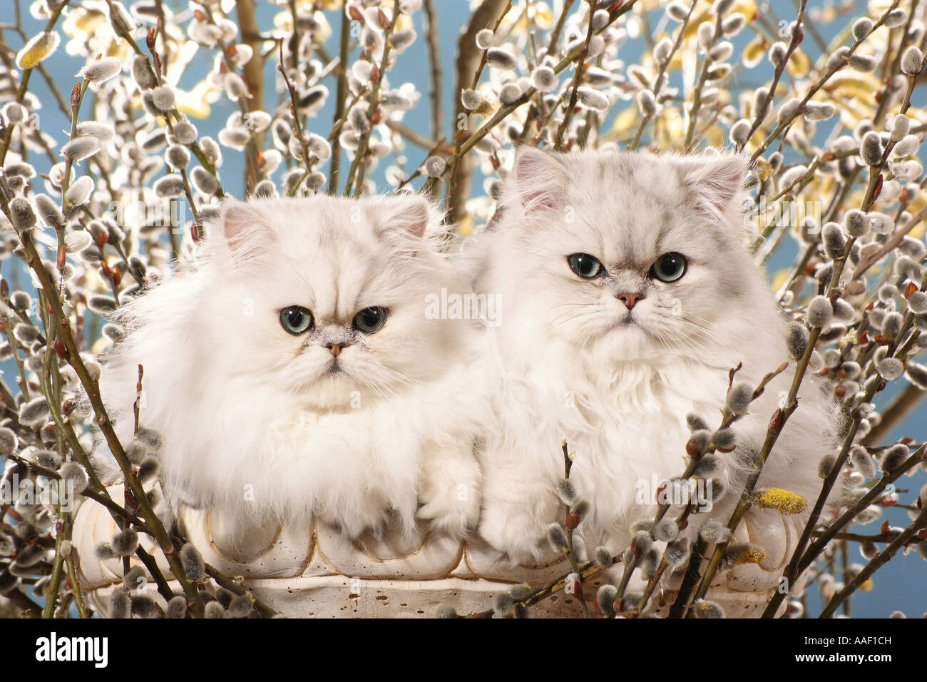two Persian cats (silver shaded) - in front of catkins Stock Photo